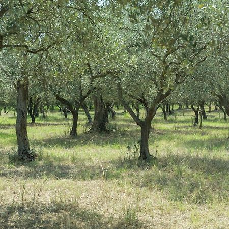קמפניה B&B Rifugio Tra Gli Ulivi מראה חיצוני תמונה