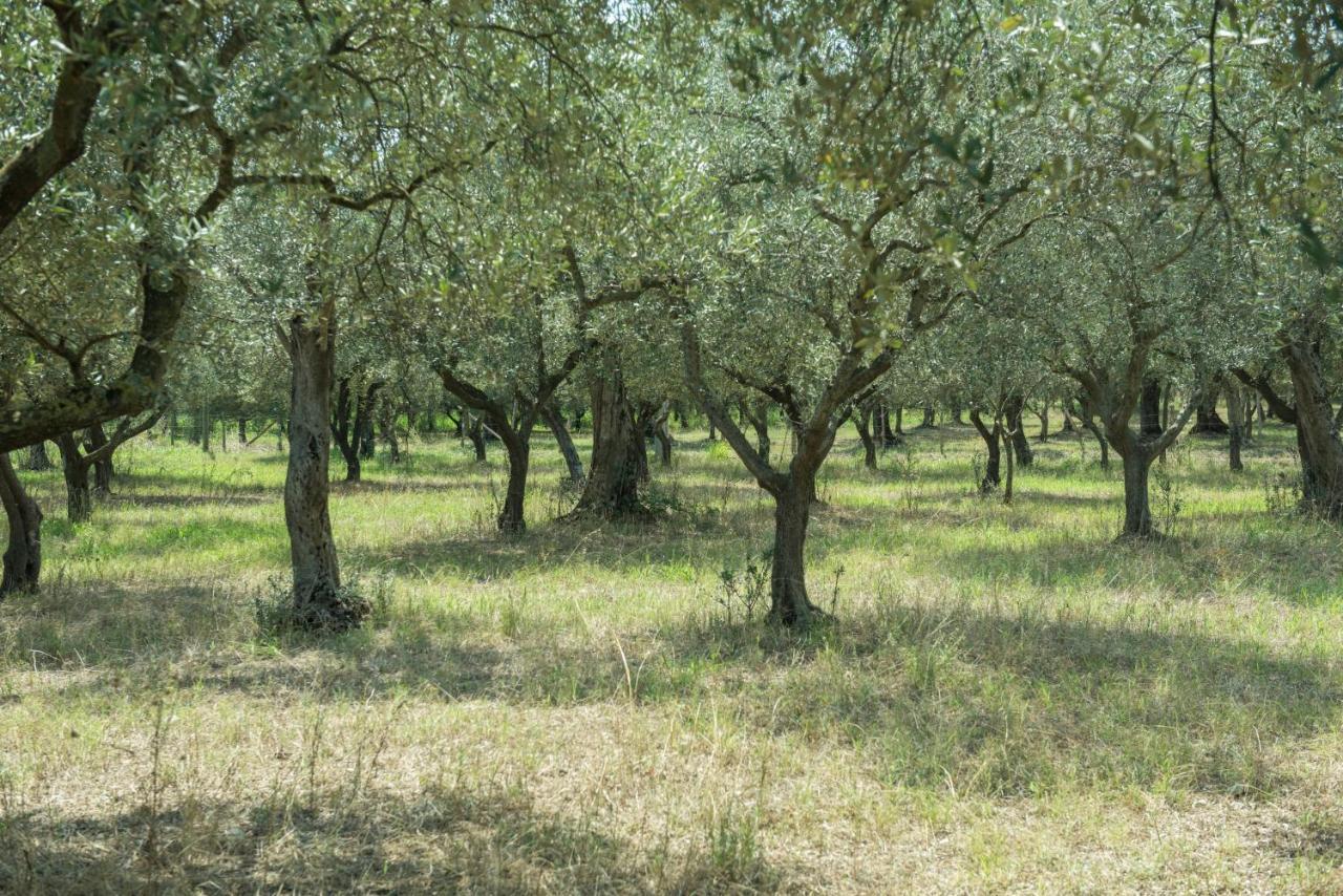 קמפניה B&B Rifugio Tra Gli Ulivi מראה חיצוני תמונה