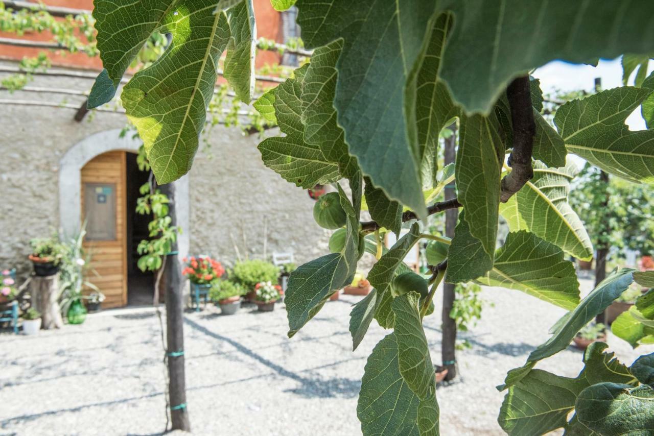 קמפניה B&B Rifugio Tra Gli Ulivi מראה חיצוני תמונה