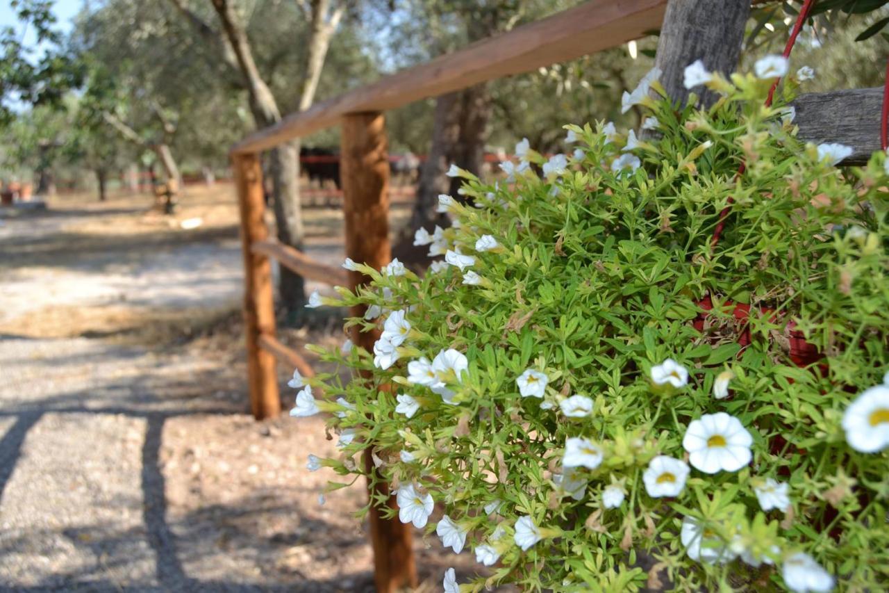 קמפניה B&B Rifugio Tra Gli Ulivi מראה חיצוני תמונה